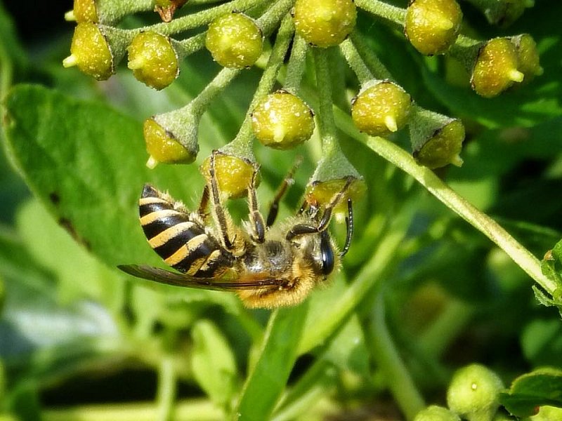 Check your local ivy for ivy bees.